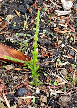 Horsetail