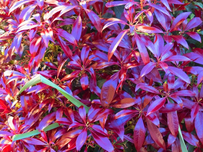Pieris Japonica Katsura