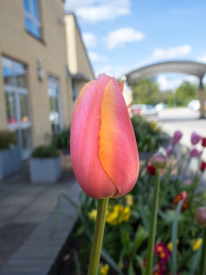 Pink and yellow tulip