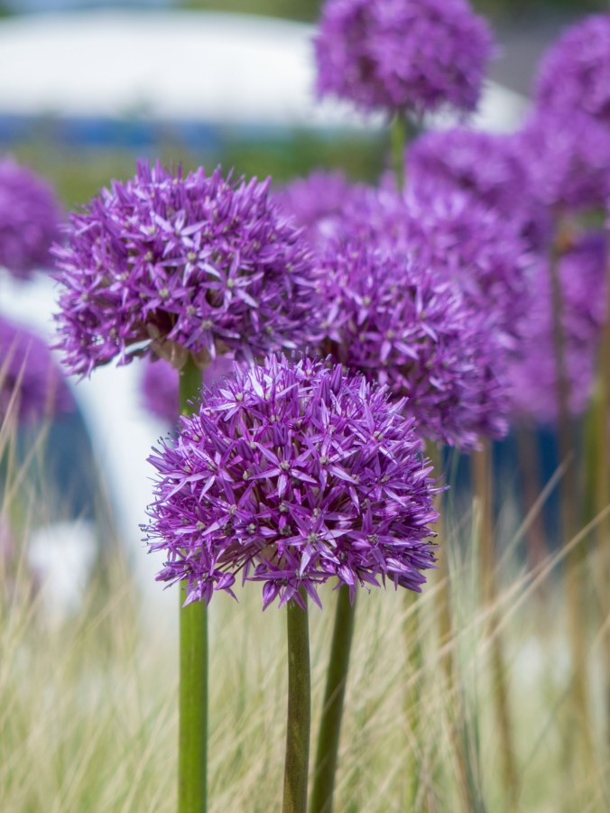 Allium 'Purple Sensation'