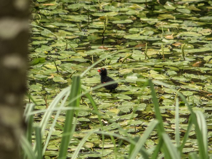 Moorhen Chick