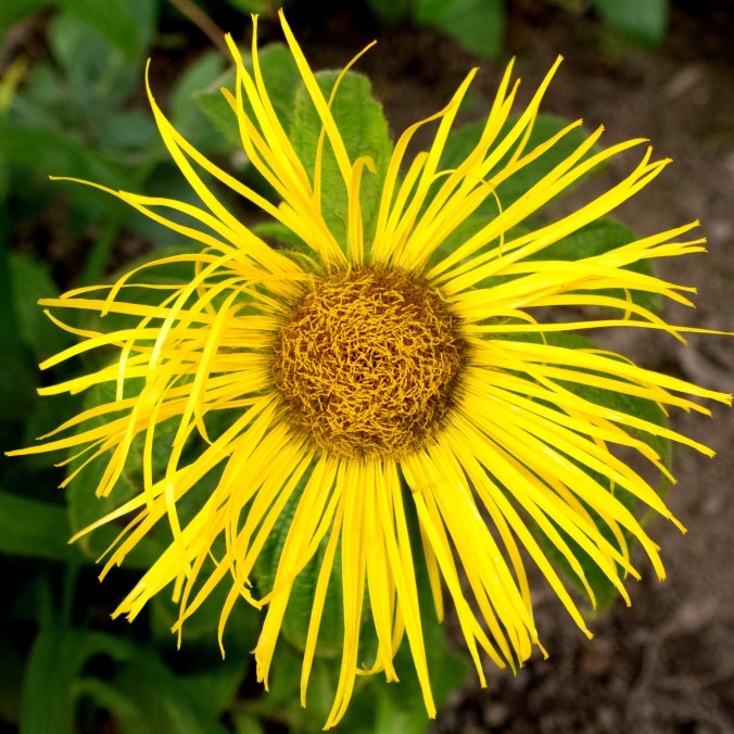 Inula hookeri