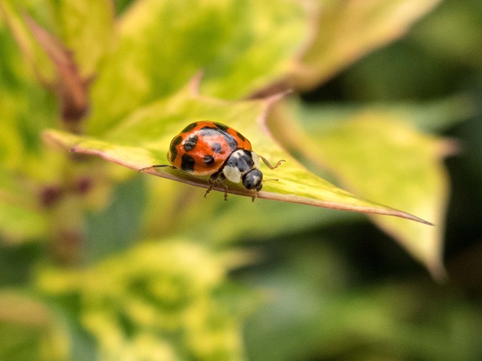 Ladybird