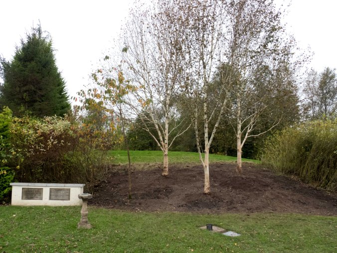 Silver Birch After 2