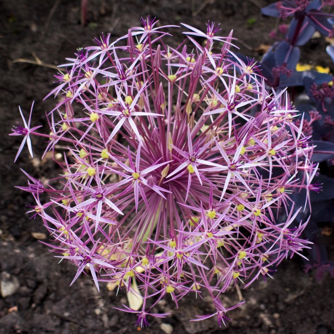 Alium christopii