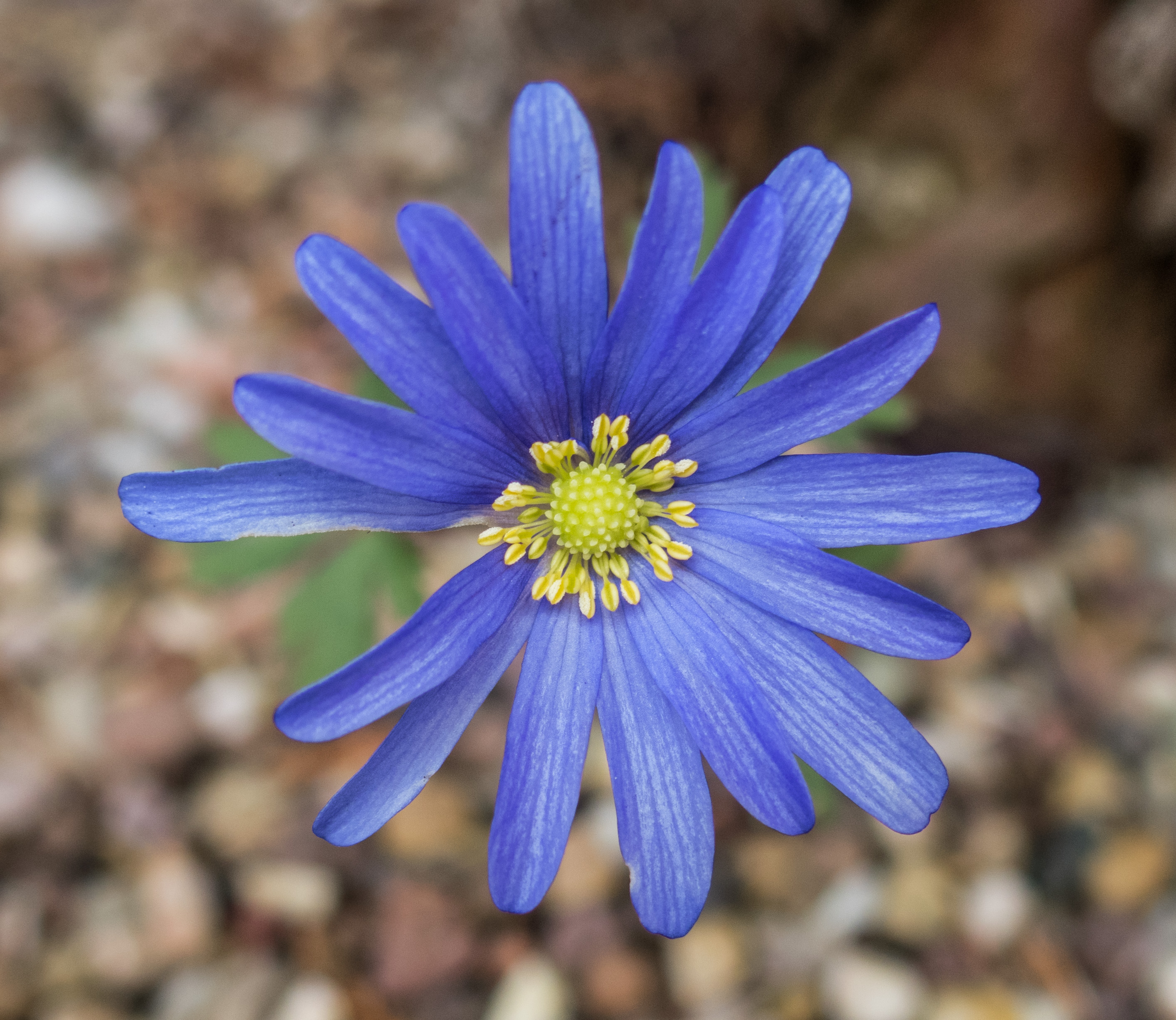 Anemone blanda