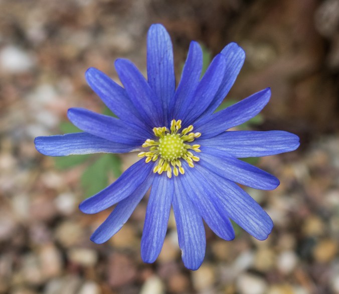 Anemone blanda