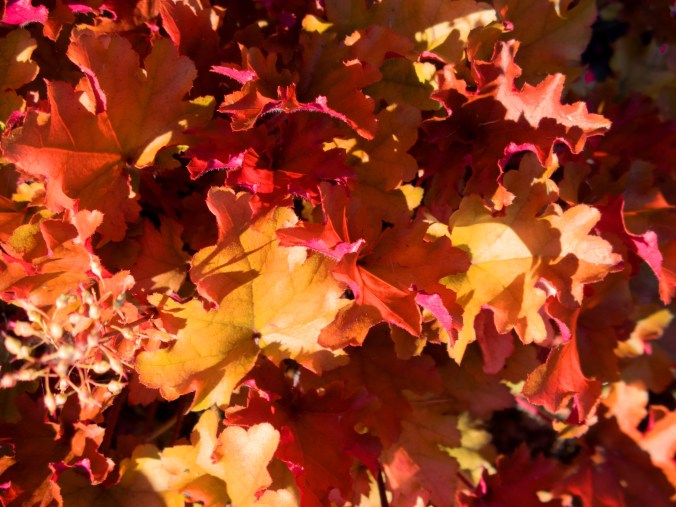 Heuchera marmalade