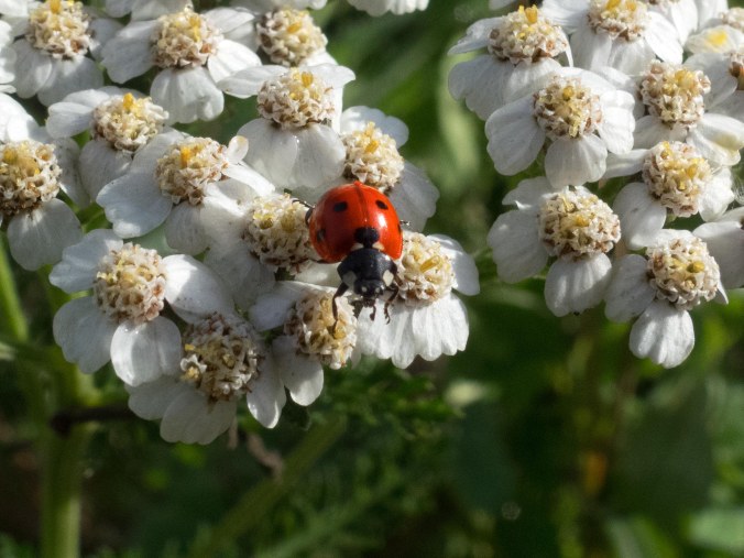Ladybird
