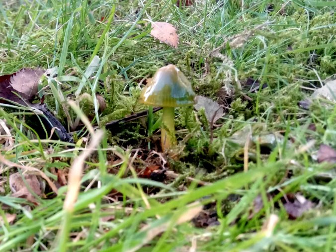 Parrot Waxcap