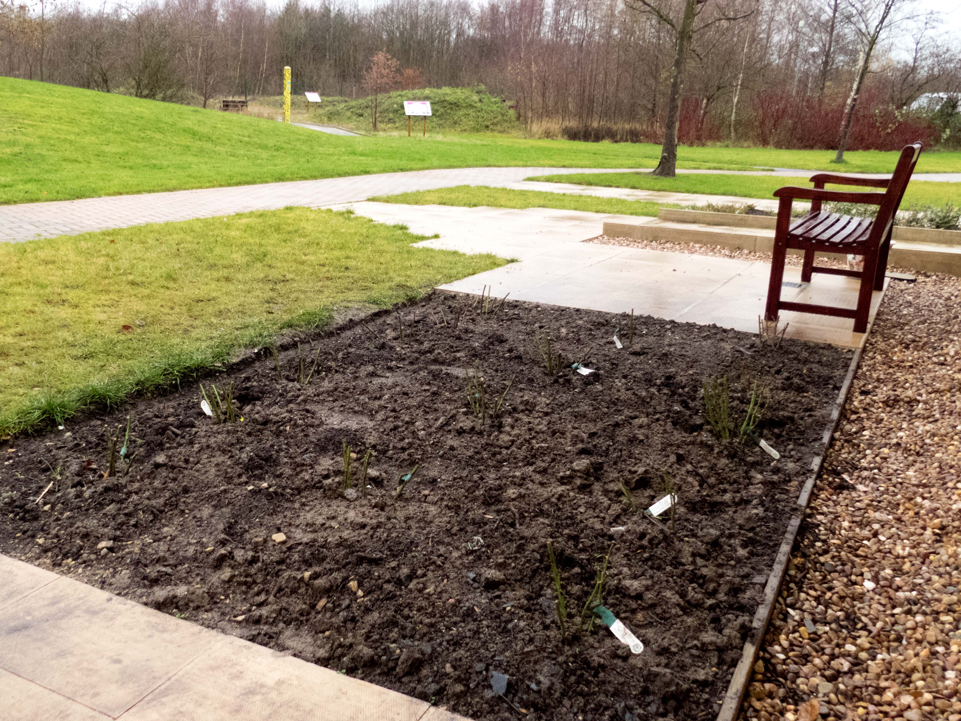 Newly planted rose bed