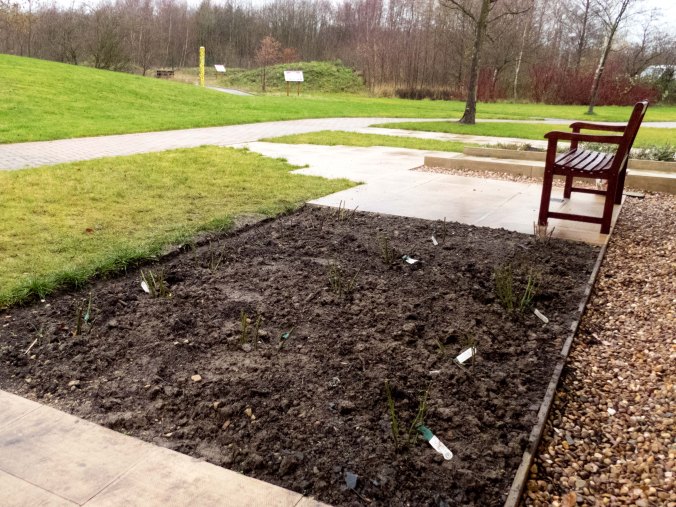 Newly planted rose bed