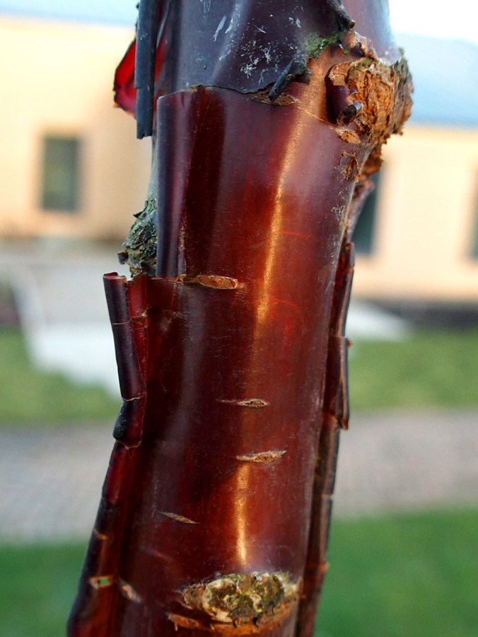 Prunus serrula Tibetica