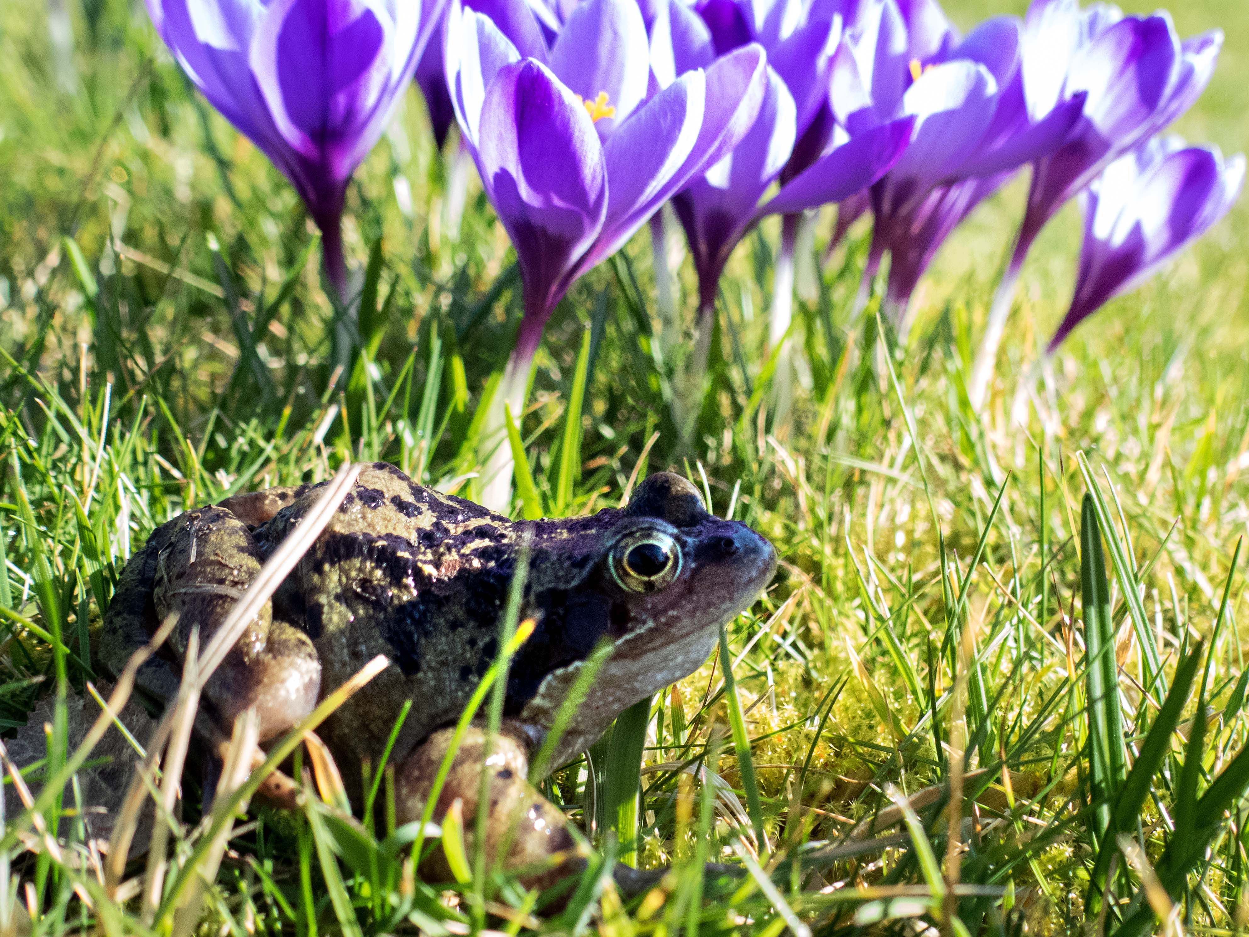 Frog inspecting crocuses