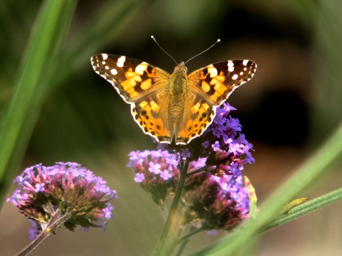 Painted Lady